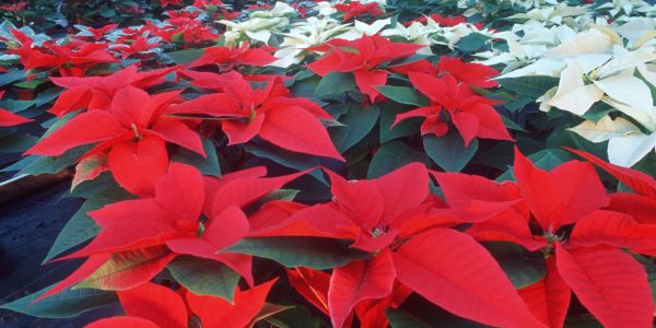 Bild: Rote und weiße Weihnachtssterne (Pflanzen)