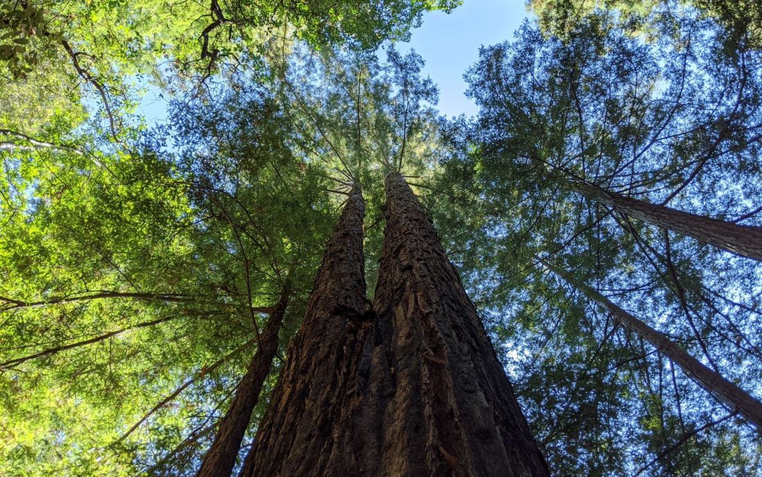 Une pétition citoyenne pour planter des arbres à Casablanca
