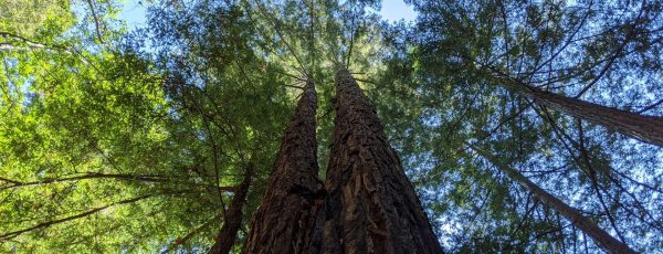 Une pétition citoyenne pour planter des arbres à Casablanca