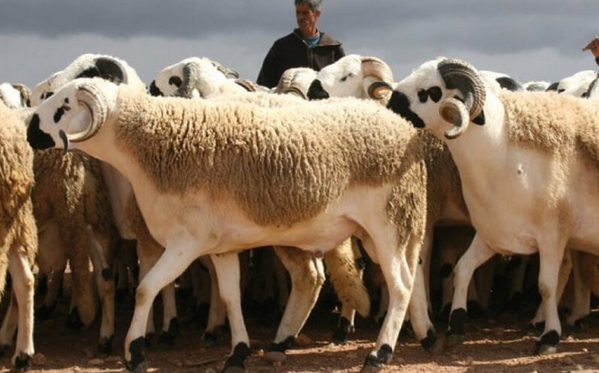 Aïd Al-Adha : 437 MDH pour l’importation d’ovins