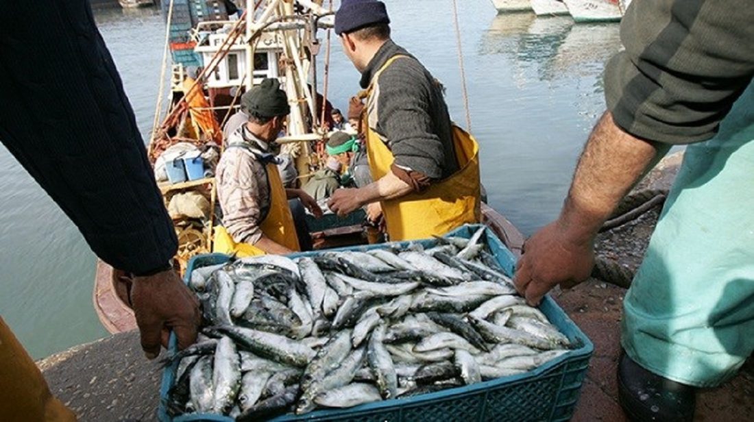 Pêche côtière et artisanale : 6,14 MMDH à fin juillet 2025