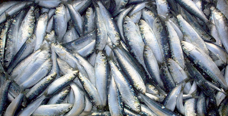 Sardine industrielle : 20 ans de pratiques anticoncurrentielles ?