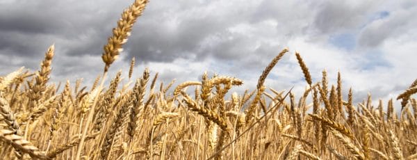 Céréales : une récolte en or attendue pour 2025