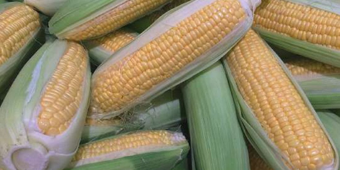 Maïs doux : une campagne agricole 2024-2025, inédite