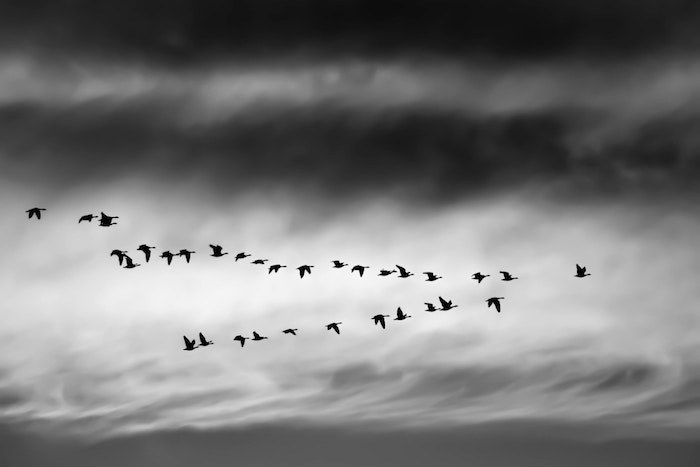 Website Migration Differences explained