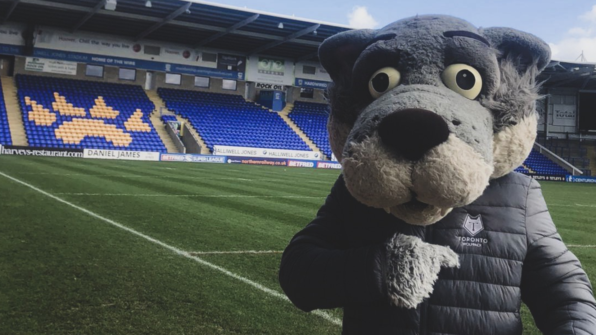 Warrington Wolves Wolfie Joins Wolfpack On A Week S Loan