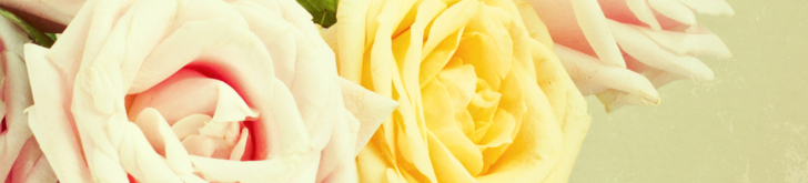 Tinytag data loggers monitoring rose growing conditions