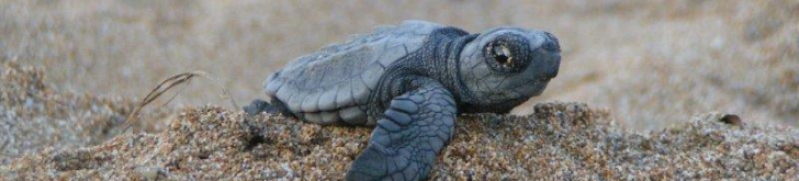 Tinytag data loggers for monitoring temperature of marine turtles' nests