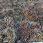 Peak District rainfall monitoring Tinytag Re-Ed data loggers