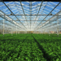 Tinytag temperature data loggers monitor conditions for plants during export