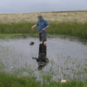 Tinytag data loggers record temperature in freshwater ponds