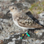 Tinytag Plus 2 data loggers for birds' nest temperature research