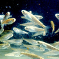 Smolts in the Wye River