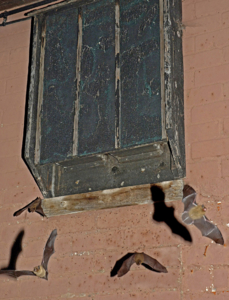 Tinytag data loggers monitor temperature of bat hibernation sites