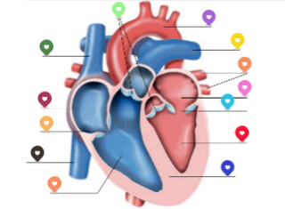 PARTES DEL CORAZÓN by francisfernandez on Genial.ly