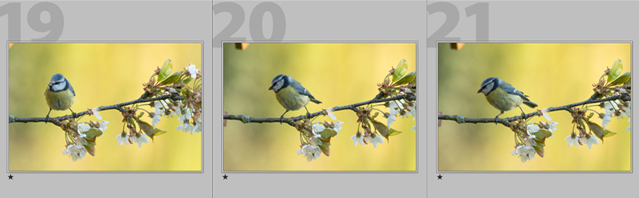 Bilder archivieren in Adobe Lightroom.