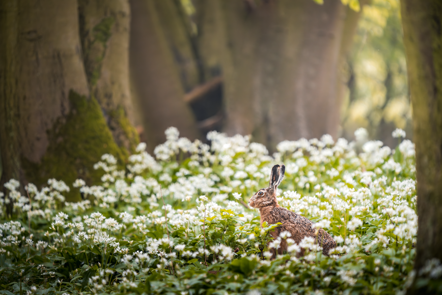 Feldhase im Bärlauch