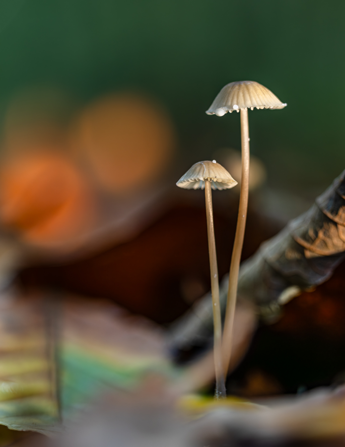 Pilze mit Licht der Taschenlampe von rechts oben