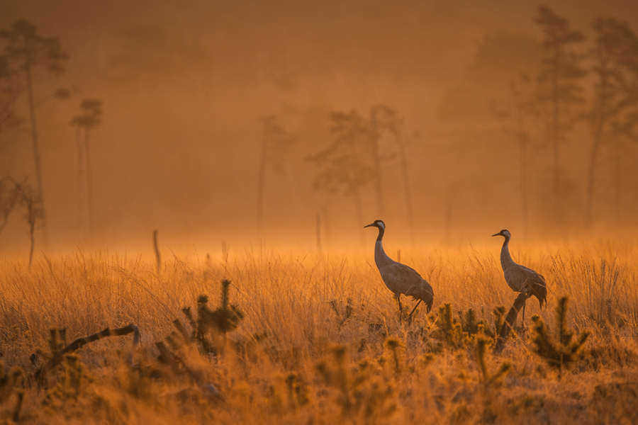 Kraniche in Landschaft