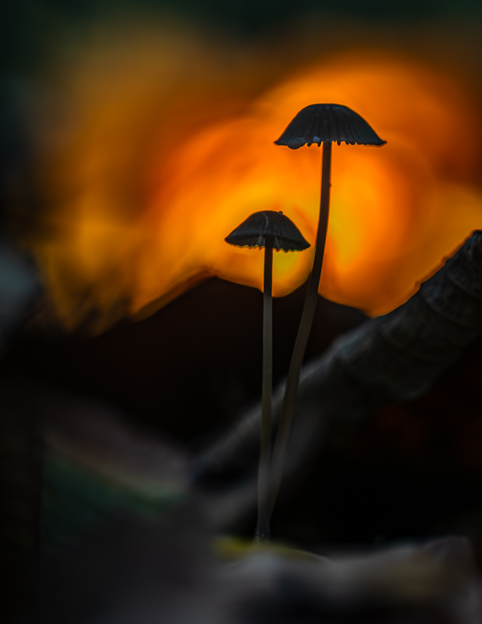 Pilze mit Gegenlicht im Laub