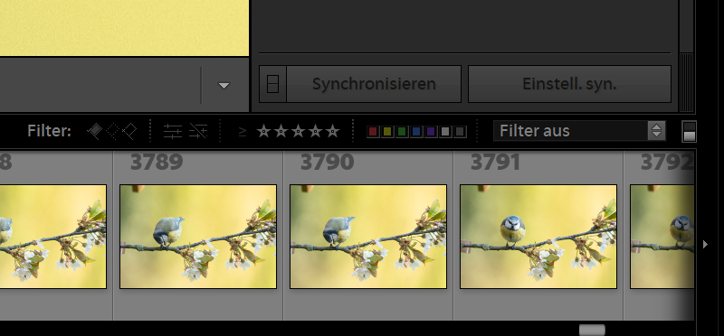 Durch das Auswählen der Filter sucht Lightroom nur Fotos mit einer entsprechenden Bewertung aus.