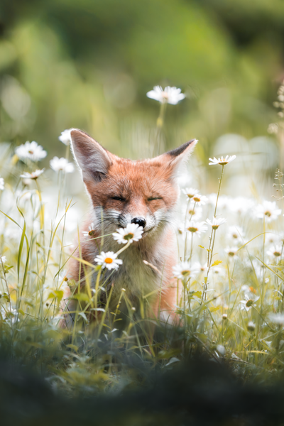 Jungfuchs im Frühling
