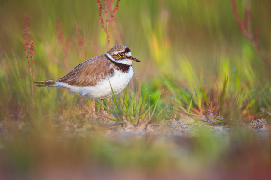 Flussregenpfeifer an der Küste