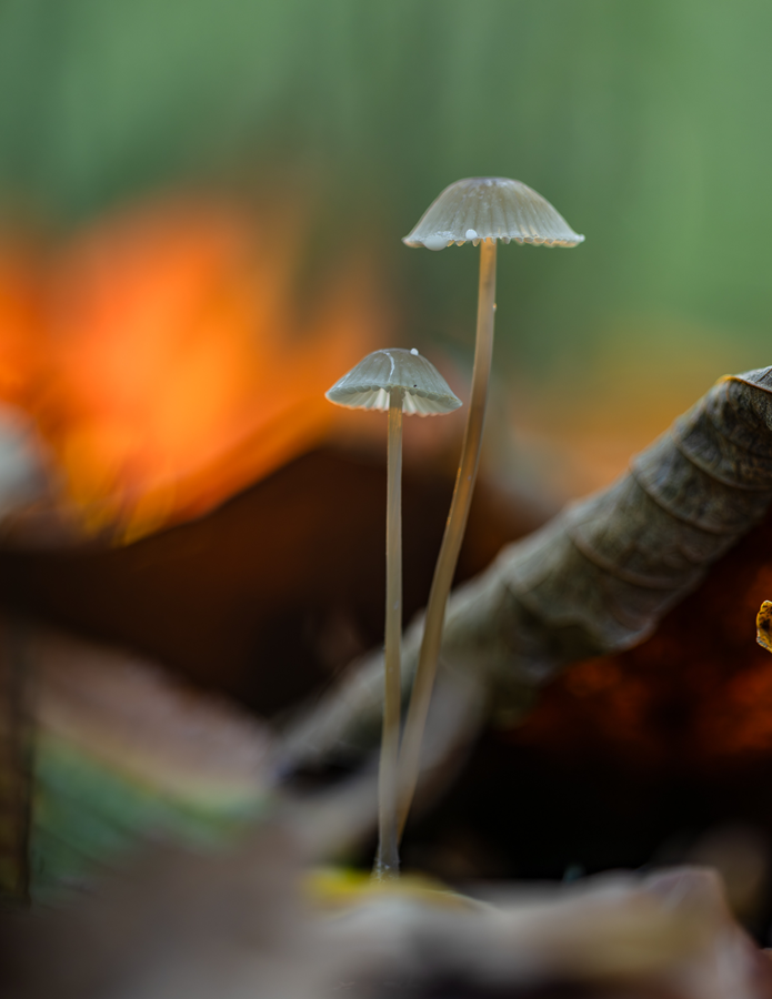 Pilze mit Licht der Taschenlampe auf dem Herbstlaub