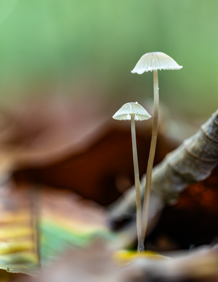 Pilze im natürlichen Licht
