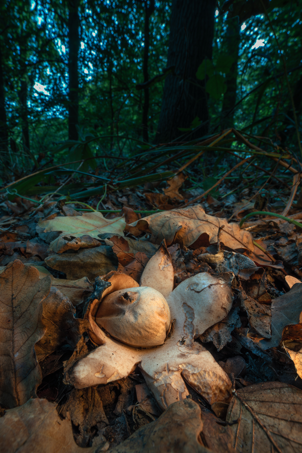 Ein Erdstern im Wald