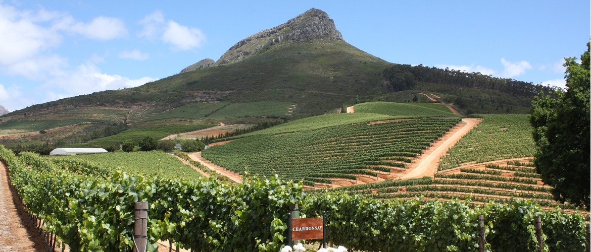 Cape Town Wine Country: A Guide To South Africa\'s Vineyards - Wine Travel