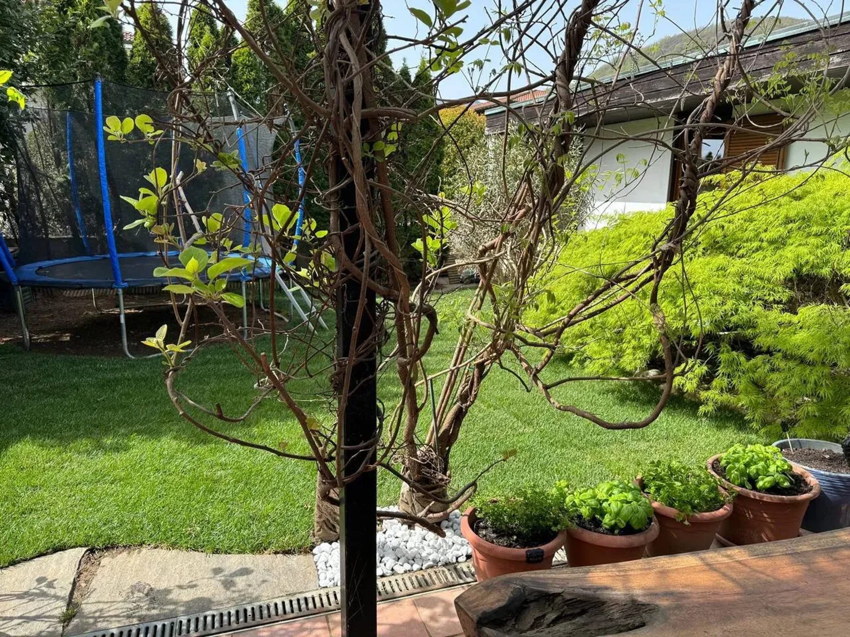 Jardin
