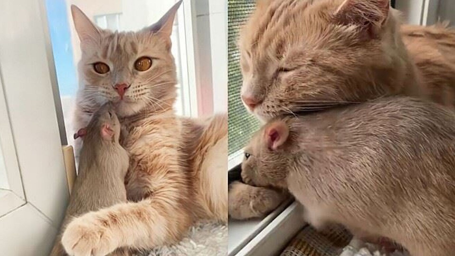 La storia del buongiorno – Come gatto e topo!