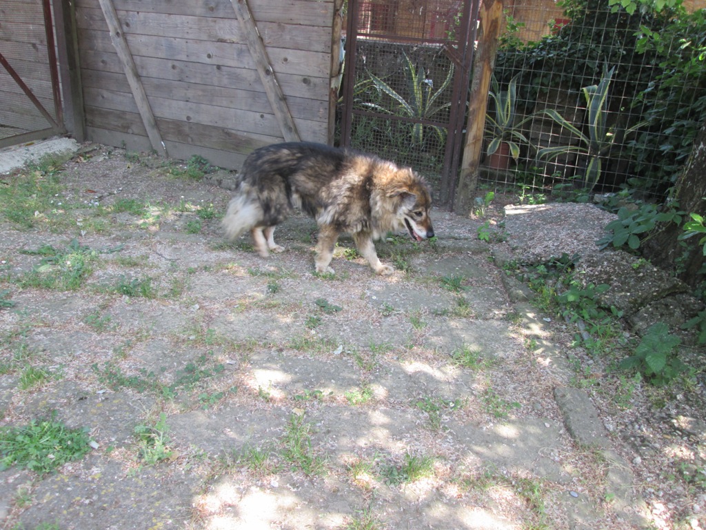 Alfabeto degli animali 29-06-2018: abbandono di cani e gatti nel periodo estivo