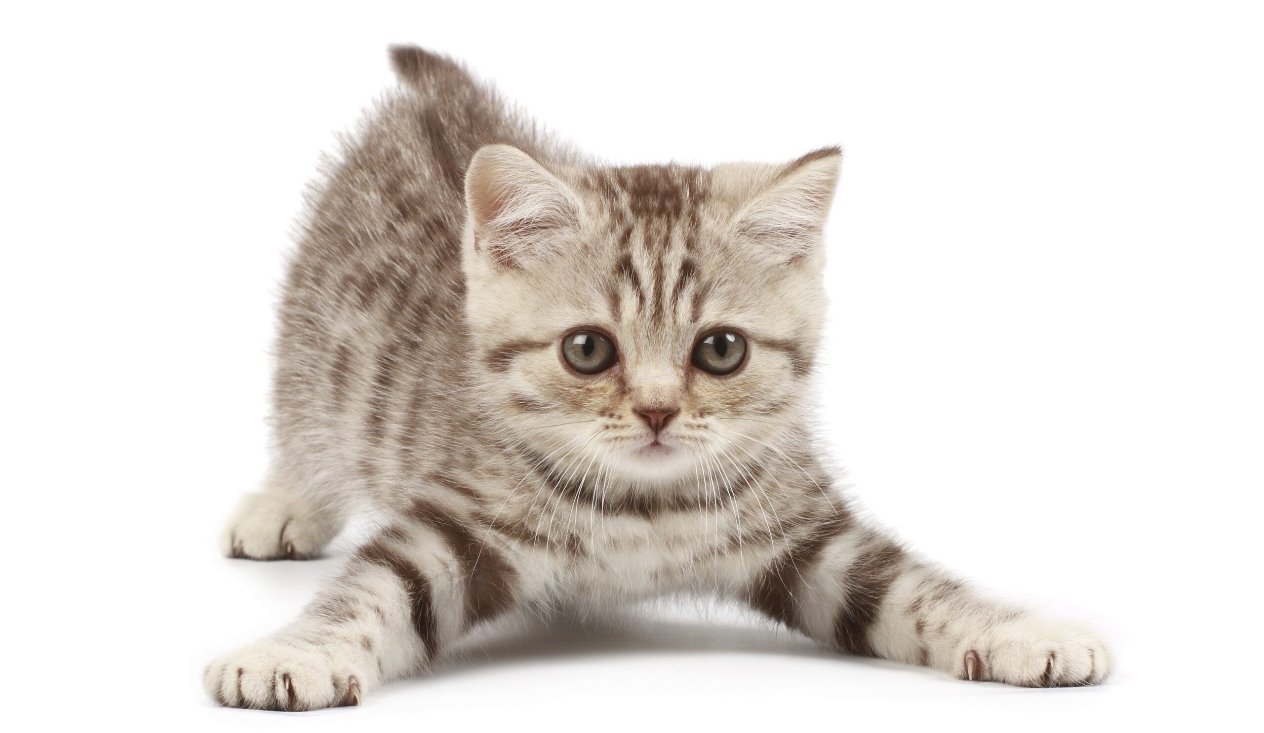 Animaliamoci 25-05-18: rapporto tra l’uomo e i gatti