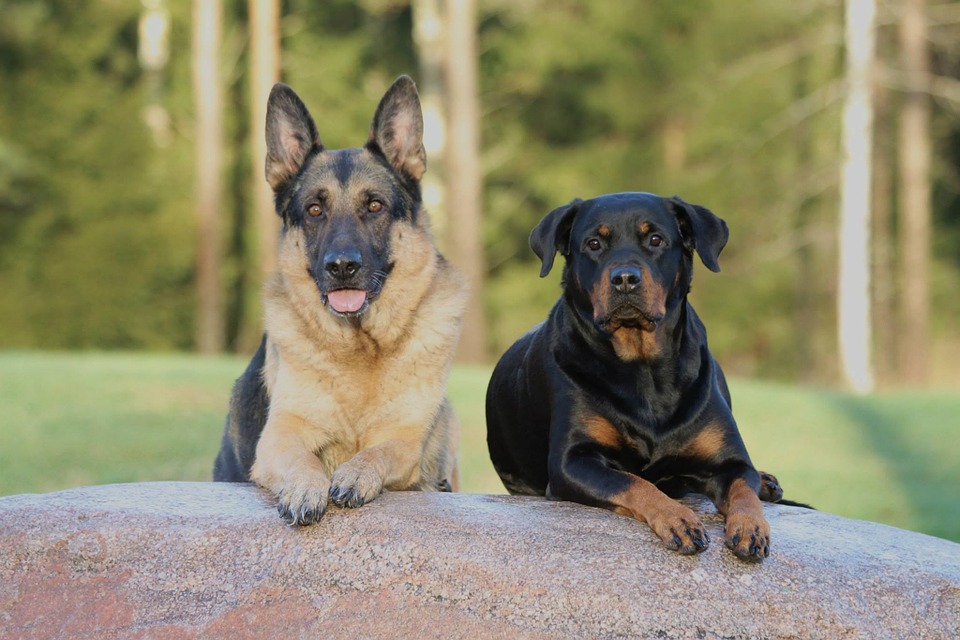 Animaliamoci 27-04-2018: a Firenze controlli per padroni di cani