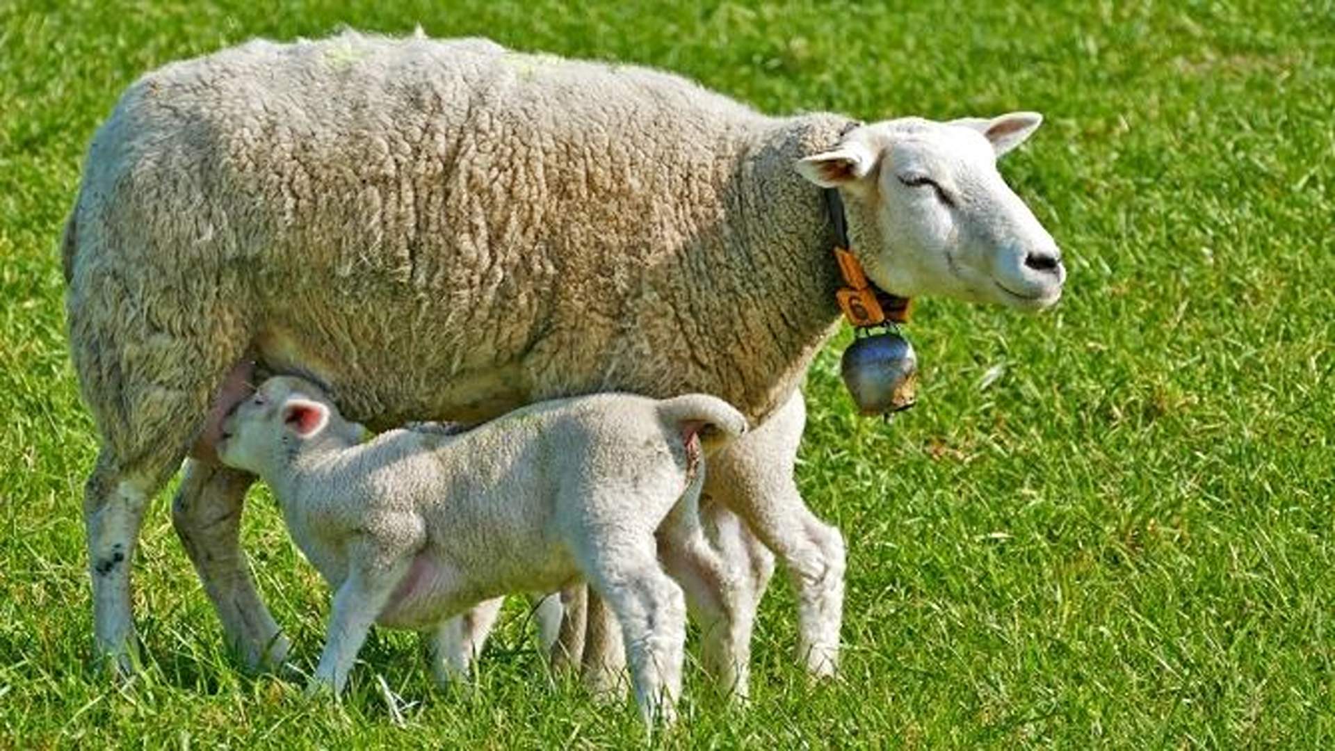 Contro il massacro degli agnelli a Pasqua