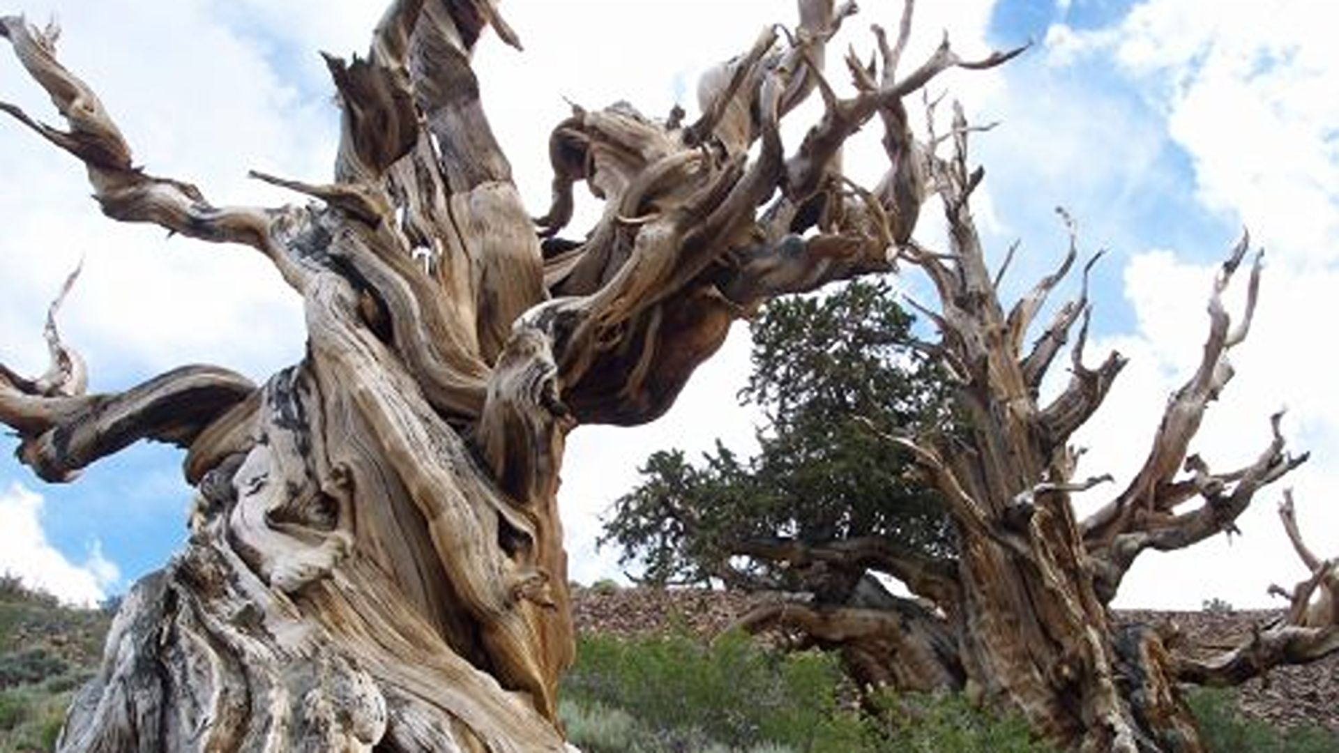 Di tutto un web – Un albero è più antico delle piramidi