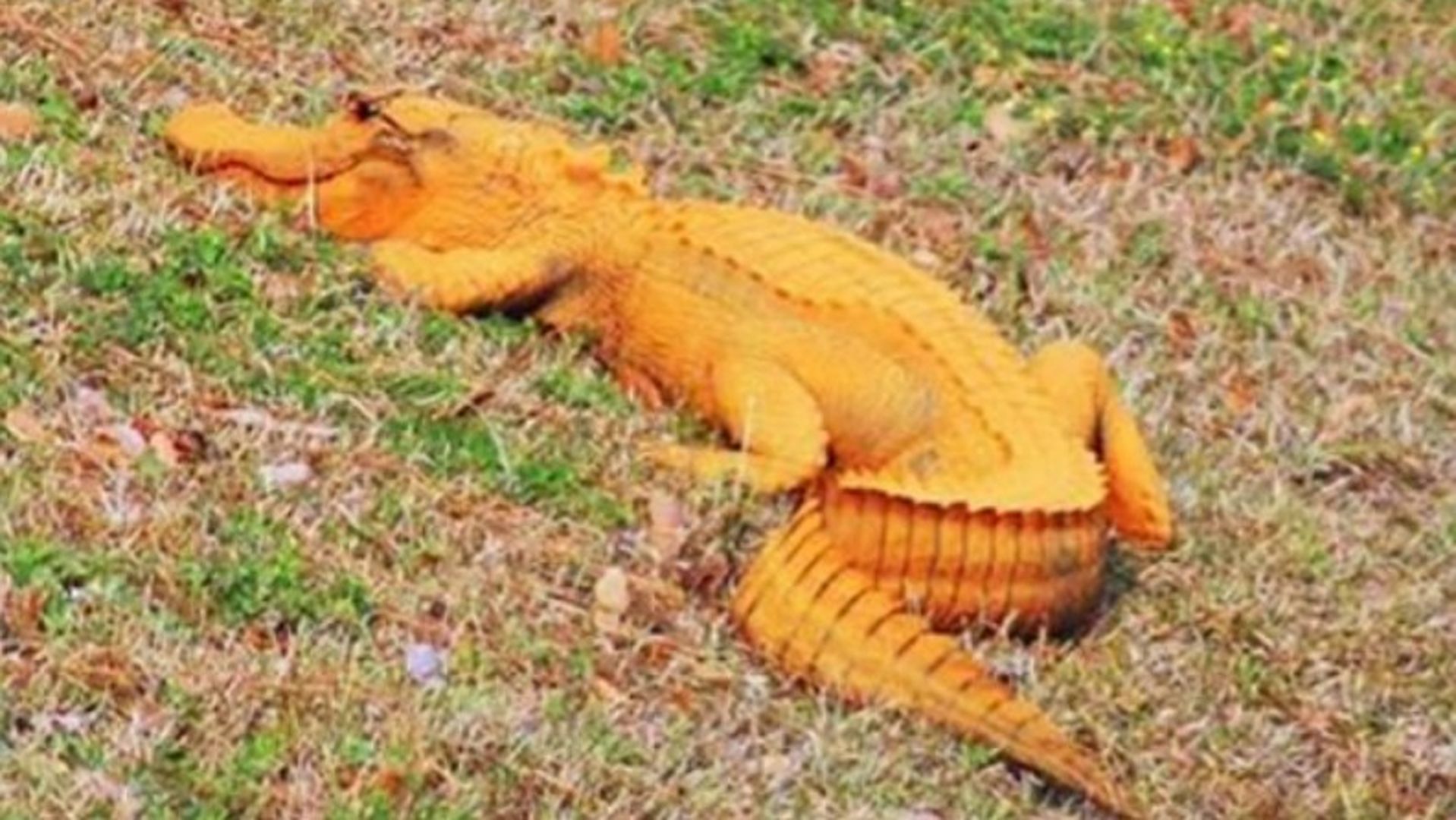 Di tutto un web – I coccodrilli del Nepal diventano arancioni!