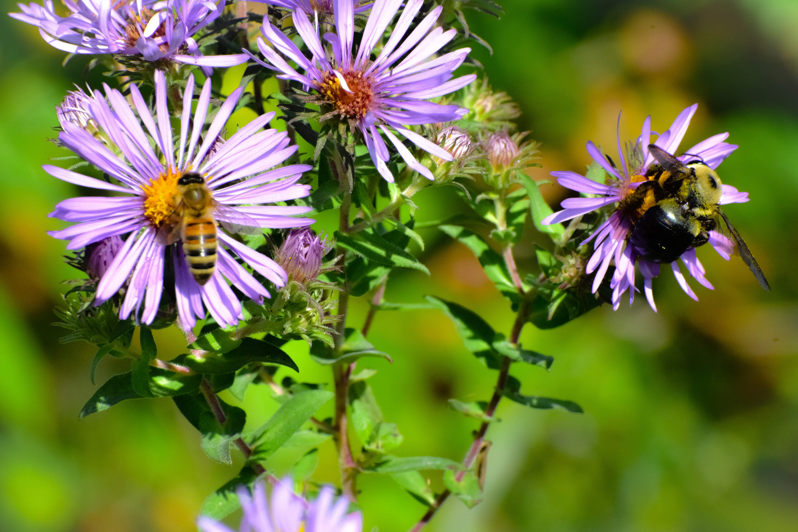 Animaliamoci 12-06-2020