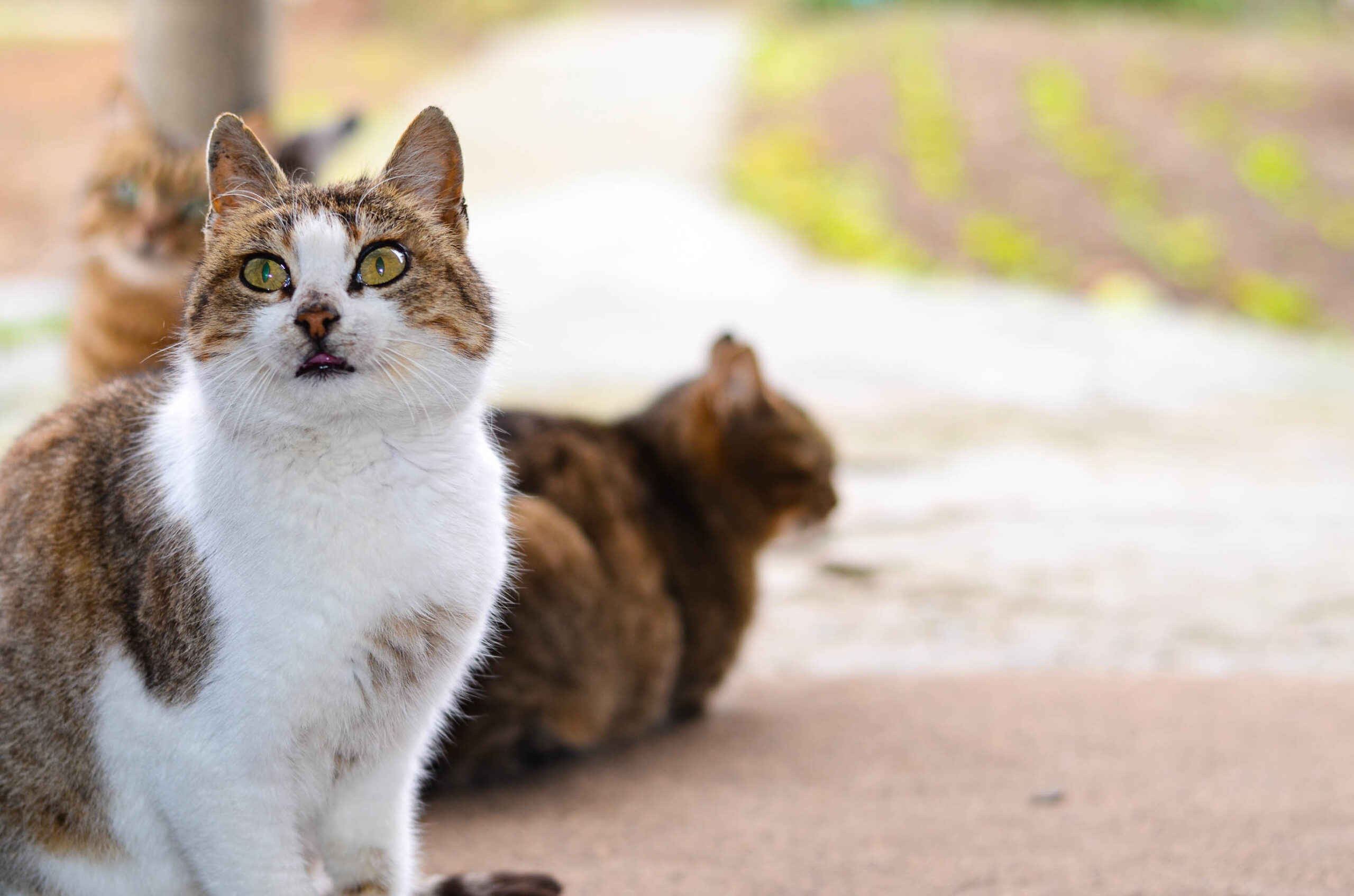 Animaliamoci 25-10-2019