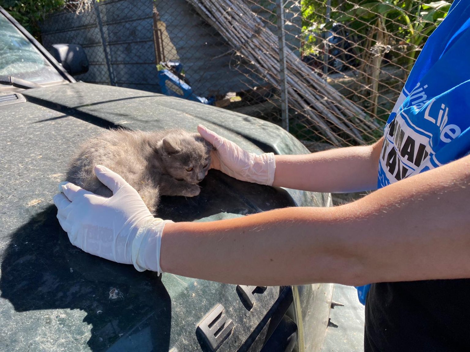 Animaliamoci 29-05-2020