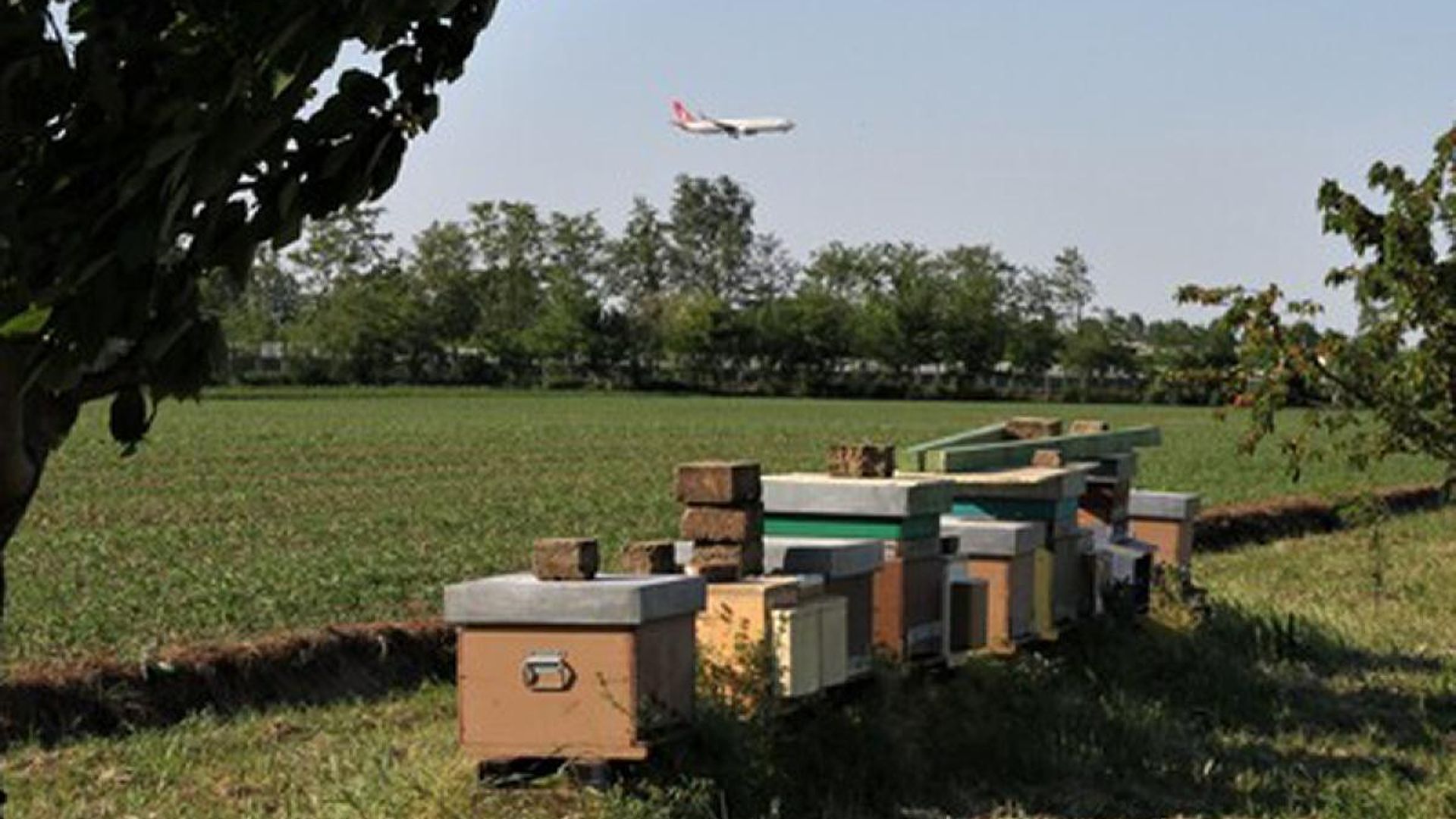 Aeroporto di Bologna, 100mila api controllano la qualità dell’aria