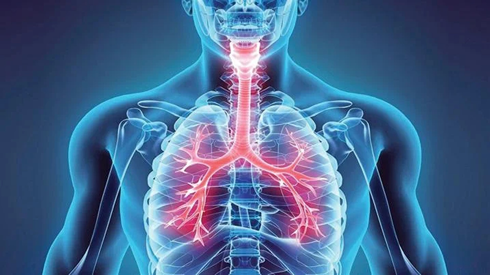 Filodiretto con il medico amico: le vie respiratorie