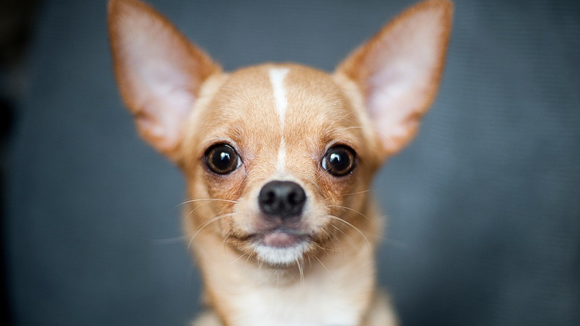 chihuahua-981188960720-1