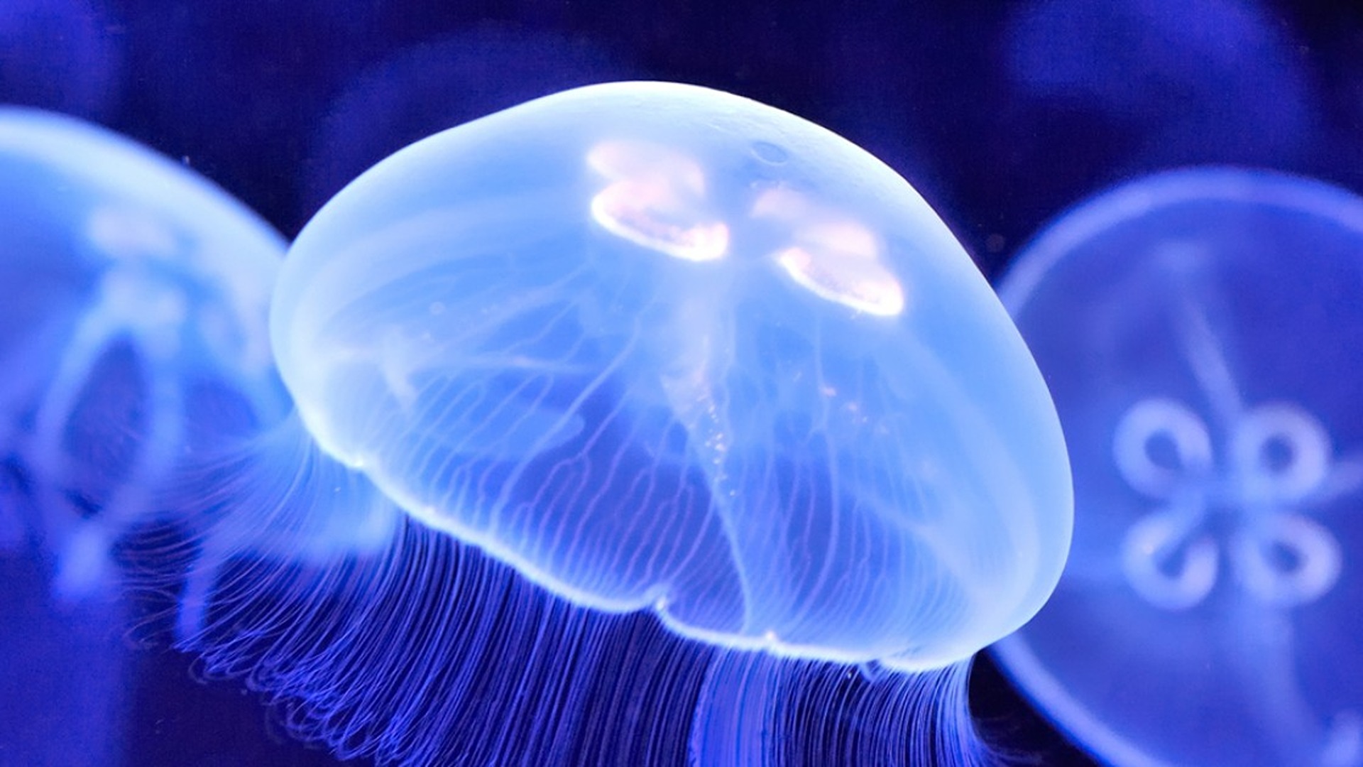 Di tutto un web – “Medusalemme”. Le meduse quasi immortali e quelle giganti