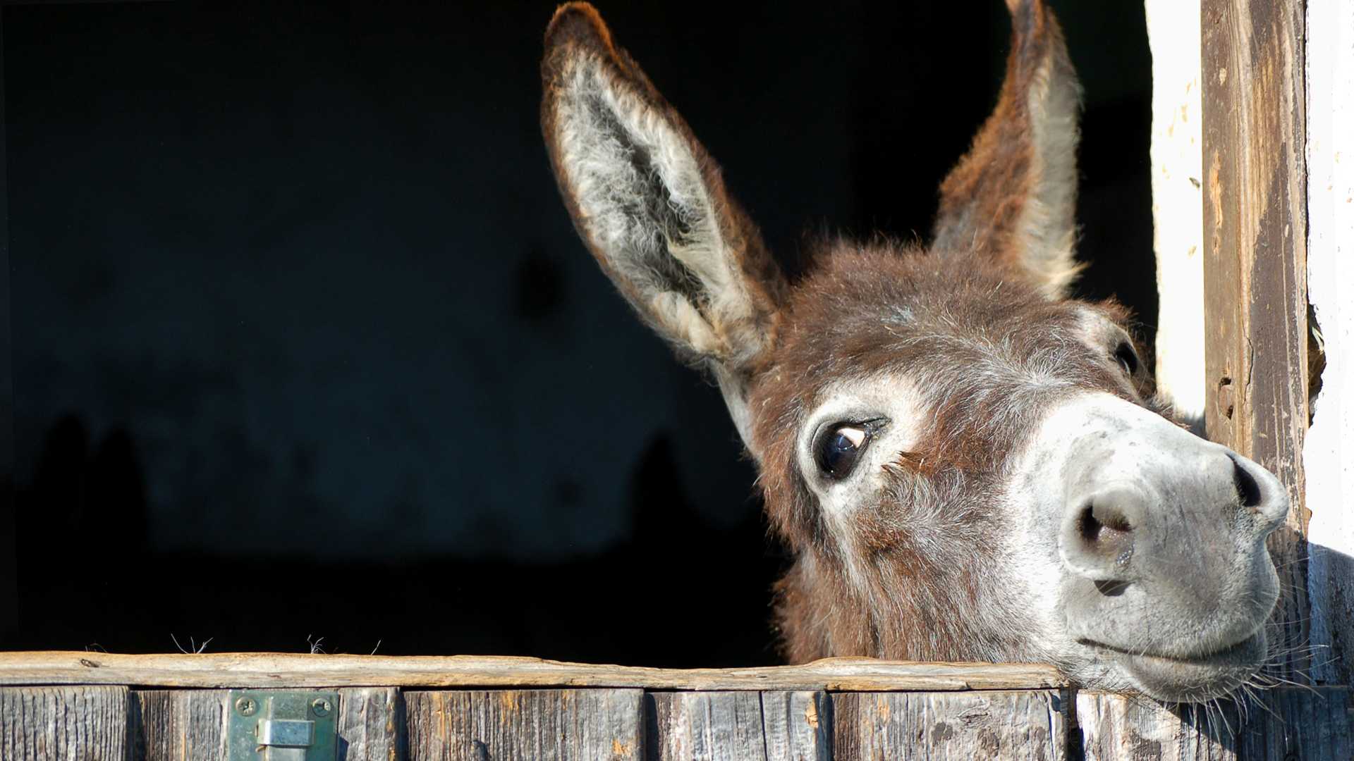 Surfando sul Vangelo – Slegate quell’asino