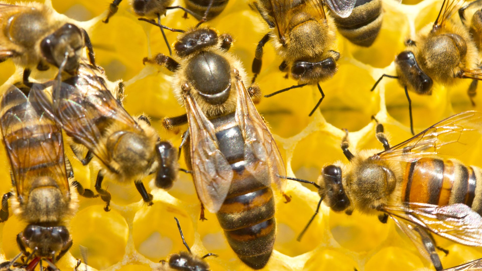 Di tutto un web (28) – “Lunga vita alla regina”