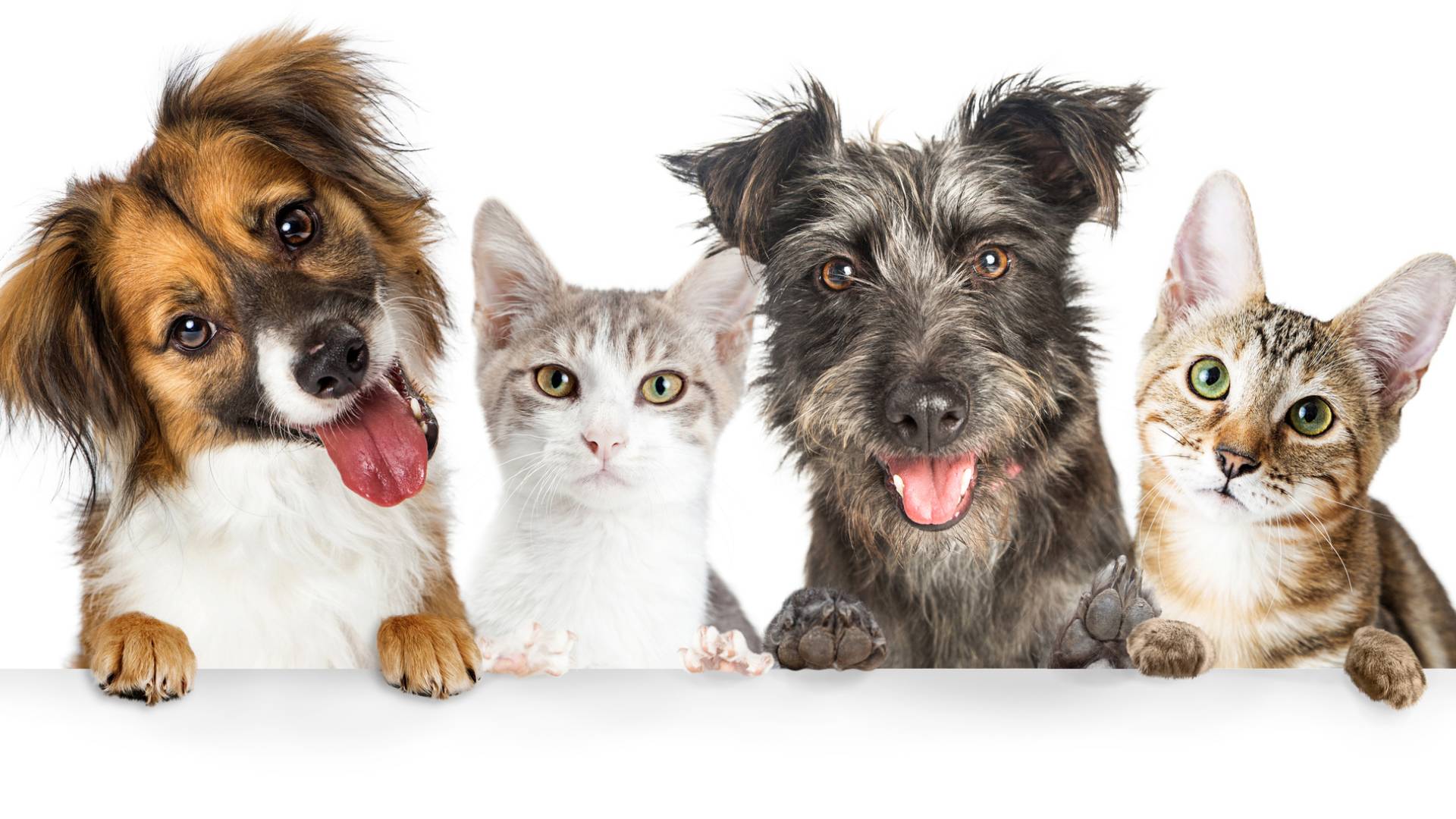 Di tutto un web (32) – Animali antistress