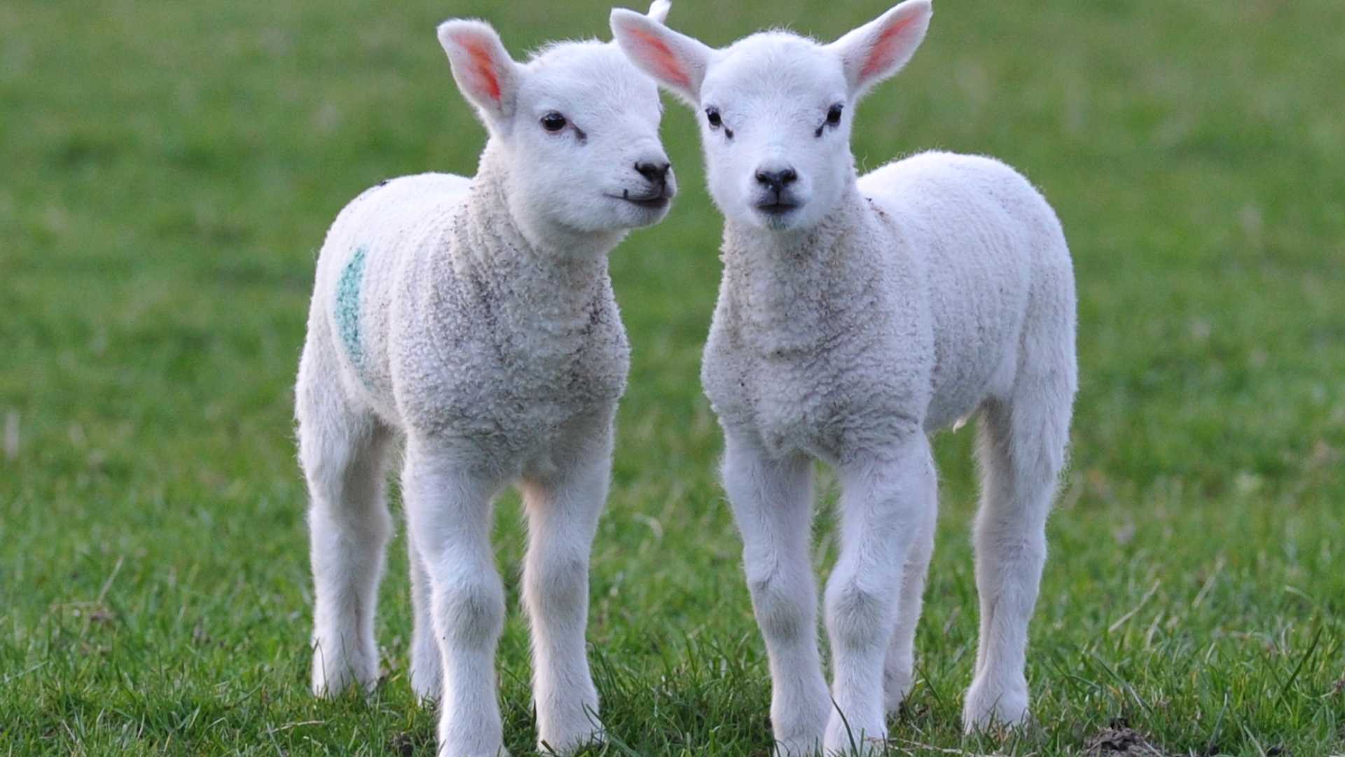 Per Pasqua evitiamo la strage degli agnelli